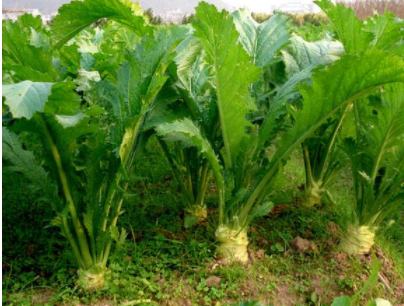 根芥菜优质高效的栽培管理技术 种植方法技巧总结