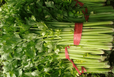 如何预防芹菜坏梗干叶，芹菜病害防治技巧