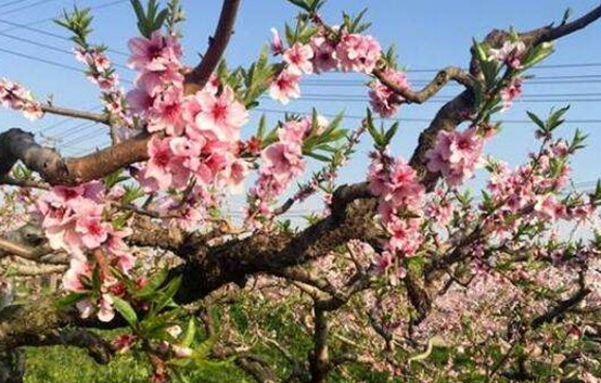 夏季桃树如何修剪，关键措施有哪些（如何进行桃树的冬季修剪）