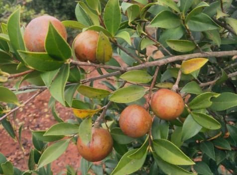 油茶苗怎样栽培，如何施肥除草（油茶苗怎么施肥）