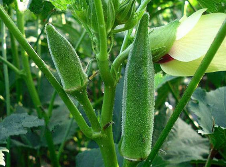8月份黄秋葵的种植管理要点，黄秋葵怎么管理水肥