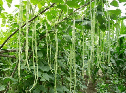 豇豆栽培技术，豇豆应该怎么种植（豇豆种植技术和种植时间）