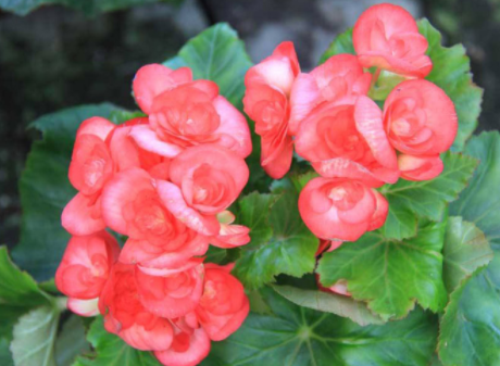 四季海棠的种植方法 四季海棠怎么养能开花