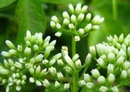 洋甘菊如何养殖 洋甘菊如何养殖和管理
