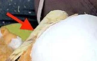 椰肉有什么营养 椰肉有什么营养成分
