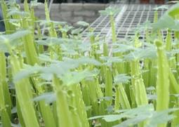 多花野牡丹的功效与作用