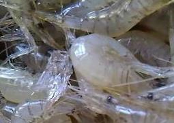 淡水小虾的营养价值 淡水小虾米怎么做好吃