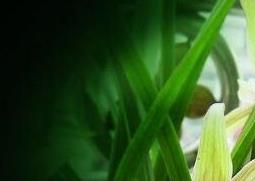 兰草花的养殖方法和步骤教程 兰草花怎么栽培和方法