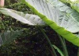 大野芋有毒吗（大野芋有毒吗图片）