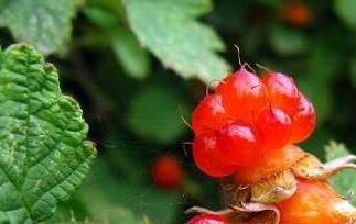 红秋莓干果的功效与作用（红秋莓干果的功效与作用禁忌）