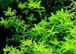 珍珠草怎么繁殖 珍珠草怎么繁殖视频