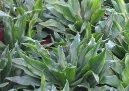 植物太阳神的养殖方法（植物太阳神的养殖方法有哪些）