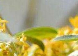 沙枣花的功效与作用（沙枣花的功效与作用及食用方法）