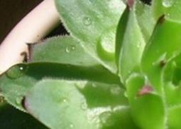 宝石花的功效与作用 宝石花的功效与作用禁忌