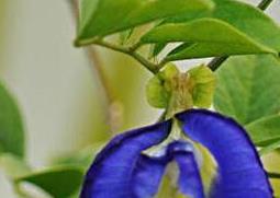 蓝蝴蝶花怎么养 蓝蝴蝶花怎么养护和管理