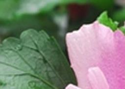 木槿花如何养 木槿花的养殖方法技巧