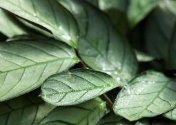 花叶竹芋的种植方法和病虫害防治 花叶竹芋的种植方法和病虫害防治技术