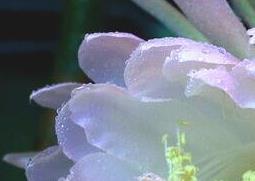 令箭荷花的养殖方法与注意事项（令箭荷花花后养法和注意事项）