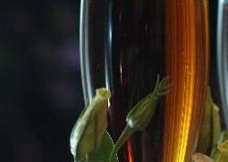 酒杯花的养殖方法与注意事项（酒杯玫瑰的养殖方法和注意事项）