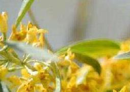沙枣花蜂蜜的作用与功效（沙枣花蜂蜜的作用与功效糖尿病人）