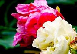 芙蓉花怎么养 盆栽芙蓉花怎么养