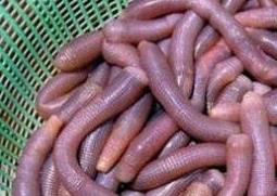沙虫忌和什么一起煮 沙虫不能和什么一起煮