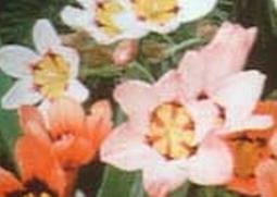 丑角花的功效与作用 丑角花的功效与作用图片