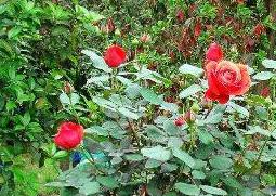 玫瑰花摘下来怎么保存 玫瑰花摘下后怎么保存