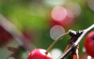 川西樱桃的功效与作用 四川樱桃的营养价值与食用功效