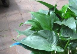 千手观音植物叶子发黄怎么养（千手观音植物叶子变白）