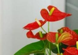 盆栽火鹤花的养殖方法（盆栽火鹤花怎么养才好?）