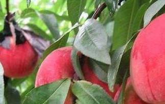 水蜜桃和毛桃的区别 毛桃和水蜜桃有区别吗