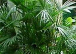凤尾竹的功效与作用（凤尾竹的功效与作用的功能与主治）