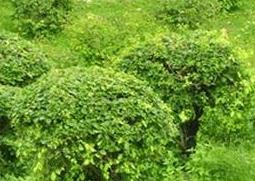 常绿灌木品种介绍 常绿灌木分类