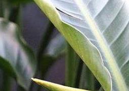 鹤望兰什么时候开花（鹤望兰什么时候开花结果）