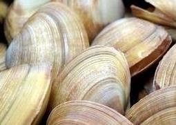 文蛤的功效与作用（文蛤的功效与作用用量）