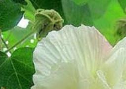 芙蓉花的功效与作用（中药芙蓉花的功效与作用）