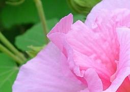 芙蓉花的功效与作用 芙蓉花的功效与作用图片