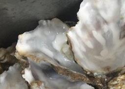 牡蛎壳的功效与作用 牡蛎壳粉的功效与作用