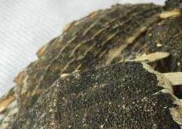 鳖甲怎么吃（鳖甲怎么吃最补）