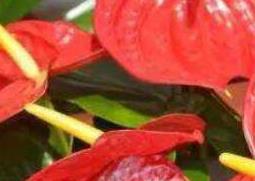 火鹤都开花吗 火鹤花什么季节开花