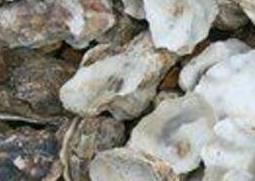 海蛎壳的药用价值与功效作用（海蛎子壳有什么药用价值）
