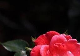 钻石玫瑰花的养殖方法和养殖技巧 钻石玫瑰的养殖方法和注意事项