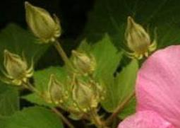 木芙蓉图片（木芙蓉图片植物图片）