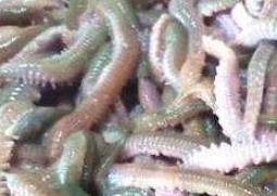 海蜈蚣的功效与作用 海蜈蚣怎么杀
