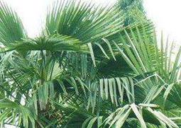 棕榈树如何养 棕榈树如何养殖