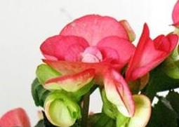 竹节秋海棠花的养殖方法 竹节海棠秋天怎么养