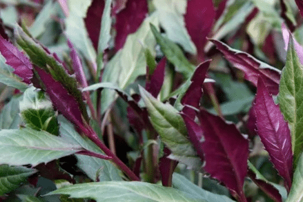 红凤菜的栽培技术介绍，红凤菜种植方法有哪些总结