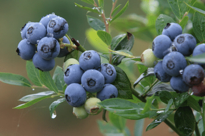 庭院蓝莓怎样种植 哪些种植方法要掌握