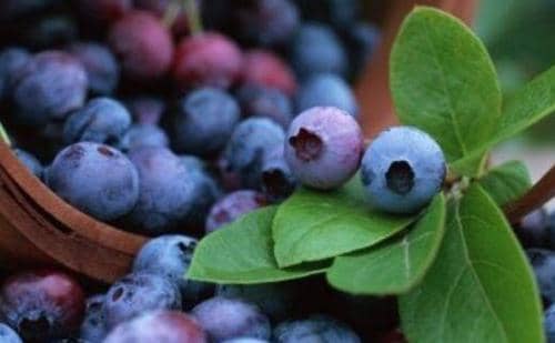 蓝莓花青素的功效与作用 蓝莓花青素的功效与作用能减肥好方法